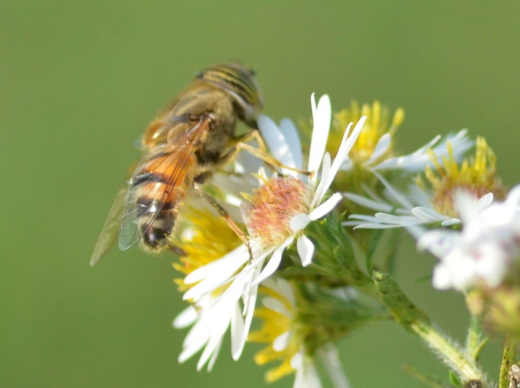 Eristalinus taeniops